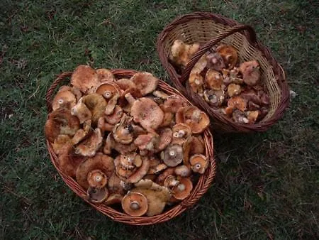 Casa Plana בית כפרי Colungo